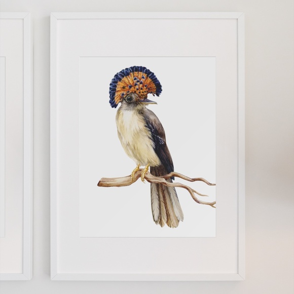 Flycatcher Bird Wall Art Watercolor Illustration Print Poster Card Unframed - Picture 4 of 7